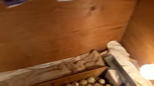 Вылупились перепела без инкубатора