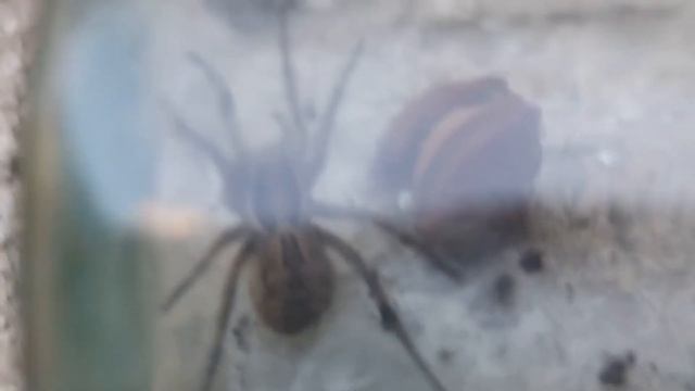 ЖЕСТЬ !!! Большой, ядовитый паук в земляной норе!!! смотреть онлайн