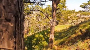 ВЕЧНЫЙ ТЕРРАРИУМ В ОБЫЧНОЙ ЛАМПОЧКЕ | INDYCRAFT