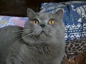 Британский кот Мартин, britancat.ru		