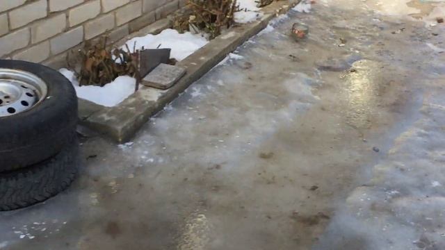 Голуби, которые без проблем уходят от любого хищника. 09.02.2019.