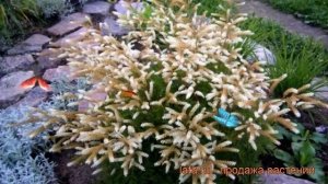 Волжанка низкорослая видовая норма (aruncus) ? обзор: как сажать, саженцы волжанки видовая норма