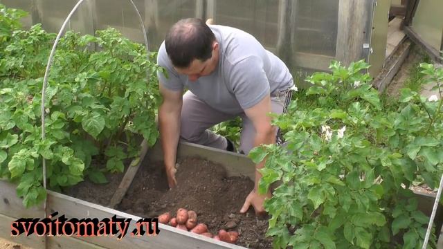 Как оценить будущий урожай картофеля смотреть онлайн