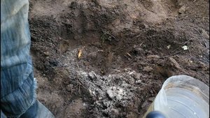 Посадка крыжовника в осенний период