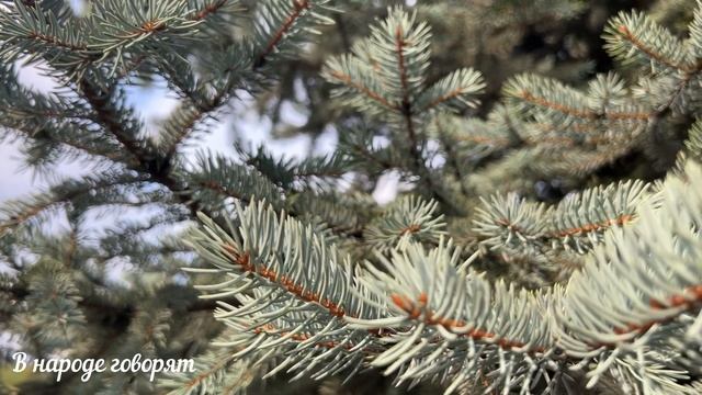 Как правильно подготовиться к Новому 2023 году: народные приметы.