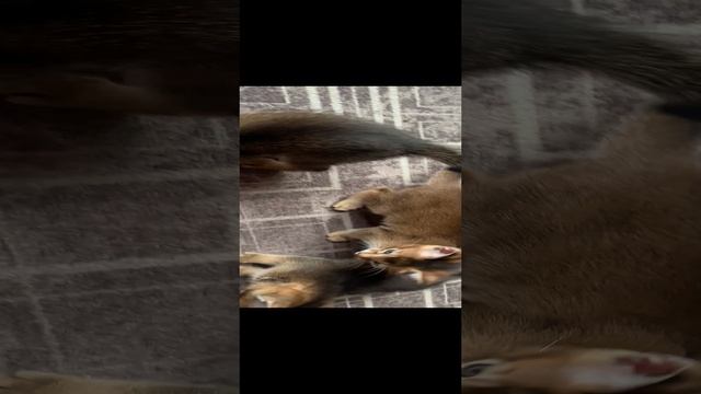 Котята каракет