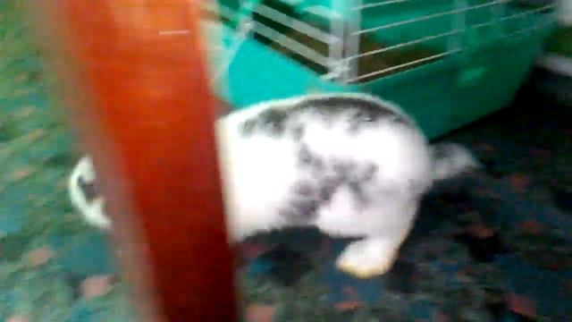 Строкач . Уборка в сарае у уток смотреть онлайн