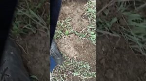 Черные копатели