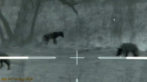 Охота с тепловизором на койота в Америке / 45 трупов / coyote hunting with a thermal imager