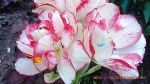 Тюльпан многоцветковая Белиция (tyulpan-belitsiya) ? обзор: как сажать, луковицы тюльпаны Белиция