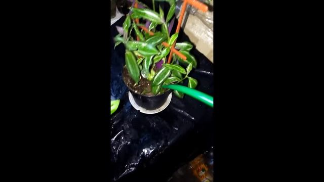 традесканция приречная