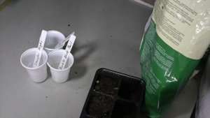 Как просто вырастить адениум из семян