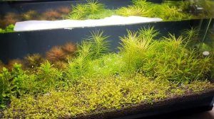 Добавил оксидатор. Жду тесты на силикаты Диатомовые водоросли. Аквариум xiaomi