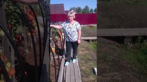 Выбираем сорта томатов для Санкт-Петербурга и Ленинградской области.