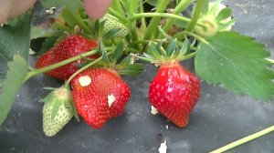 Мини сбор клубники. Первая клубника Клери и Эми.