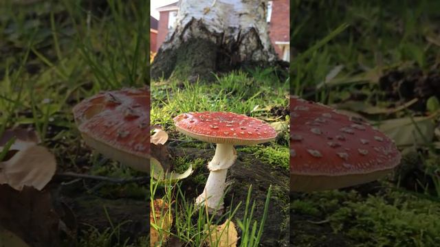 Fly agaric mushroom - October 2019