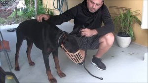 Aggressive Doberman Pinscher bites people in the face! DANGER ALERT