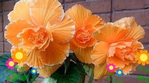 Бегония клубневая (Picotee Lace apricot). Краткий обзор, описание характеристик, где купить луковиц