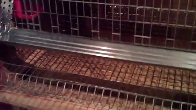 Клетка для перепелов из старого шкафа