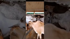 Почему корова священное животное? И зачем кормить коров?