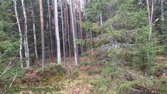 Мох сфагнум и Кукушкин Лен.