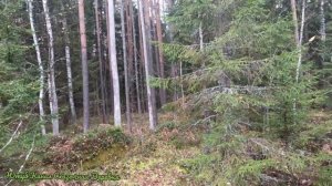 Мох сфагнум и Кукушкин Лен.