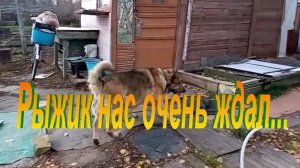 Рыжик дождался