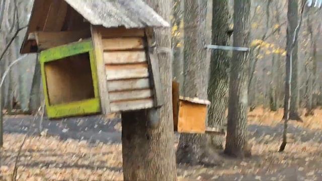 Белки развлекаются и развлекают людей. Тольятти. Октябрь. смотреть онлайн