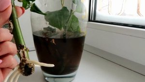 Как укоренить розы? из букета. ЭКСПЕРИМЕНТ с черенками