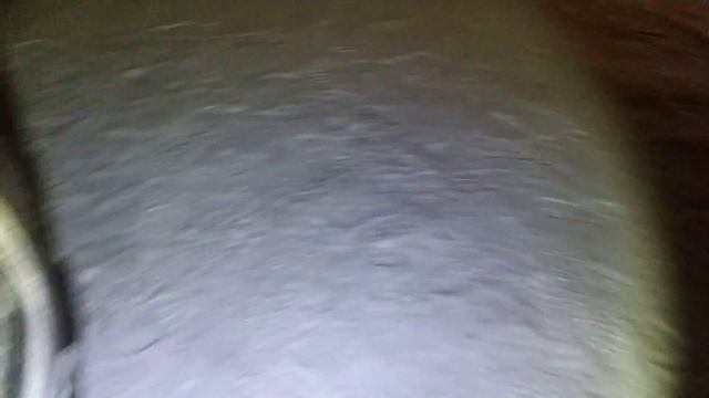 Кошки греются под капотом на двигателе смотреть онлайн