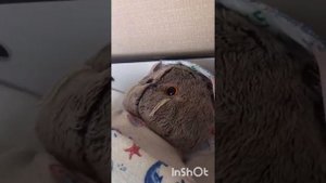 •||Утро Басика||• Басик на море?||• Передаём приветики||•