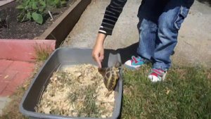 Аутизм, странности, аутичные черты, 4,5 года.