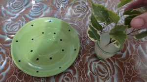 как рассадить фикус Бенджамина