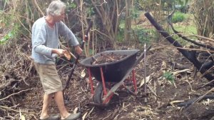 Birds Follow me in Compost