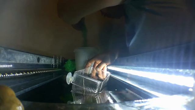 Самка(санта клаус)разродилась смотреть онлайн