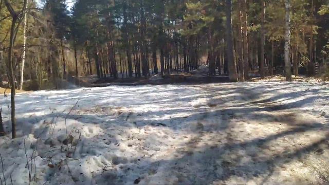 Что делать, если собака сильно тянет поводок?