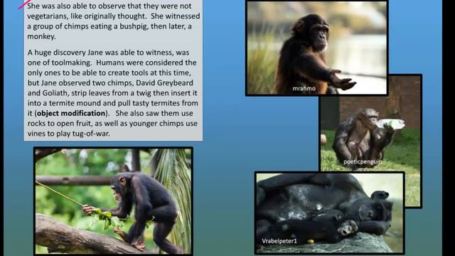 Jane Goodall 4th-6th Read Aloud Teaching Video смотреть онлайн