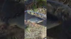 пруд  Сухой 2 Неверкино 1