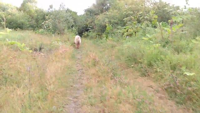 Кавказская овчарка. Ака Мела, 10 месяцев смотреть онлайн