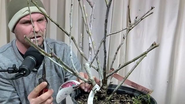 Roses 101 - Bates Botanical Bootcamp смотреть онлайн