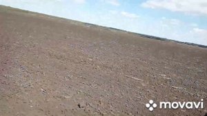 Предпосевная культвация трактором т-150 с 6 метровым пружинистым культиватором