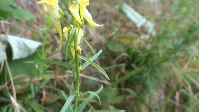 Toadflax (Linaria vulgaris) - 2013-07-24 смотреть онлайн