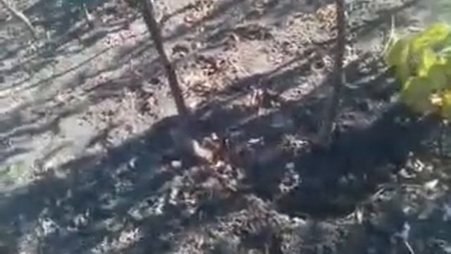 Дерево Сад что это? интеркалярная вставка это нужно знать (секреты).