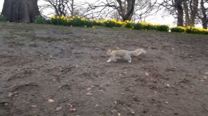 Английские Парки.Прогулка по Паркам Лондона St.James's Park.Лондон парки.Фауна Парков Лондона