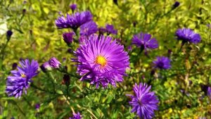 Многолетняя астра новобельгийская и новоанглийская(высокая)