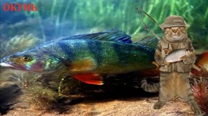 Угадай рыбу по фотографии. Тест для истинных знатоков морской фауны