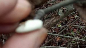 Прививка яблони.Прививка яблони осенью.Прививка яблони под кору.Как прививать яблоню осенью