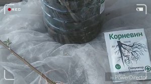 Самый лучший природный корневин для черенкования/100% способ укоренения