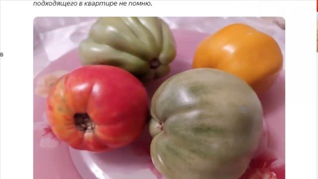 «Зачем мне зеленые помидоры».Как американца в России угостили зелеными помидорами.