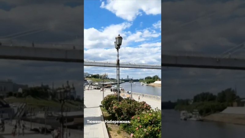 На тюменской набережной цветёт шиповник.